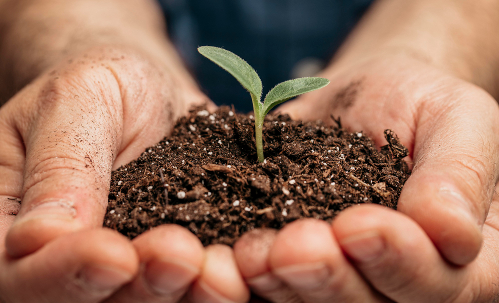 close-up-male-hands-holding-soil-little-plant