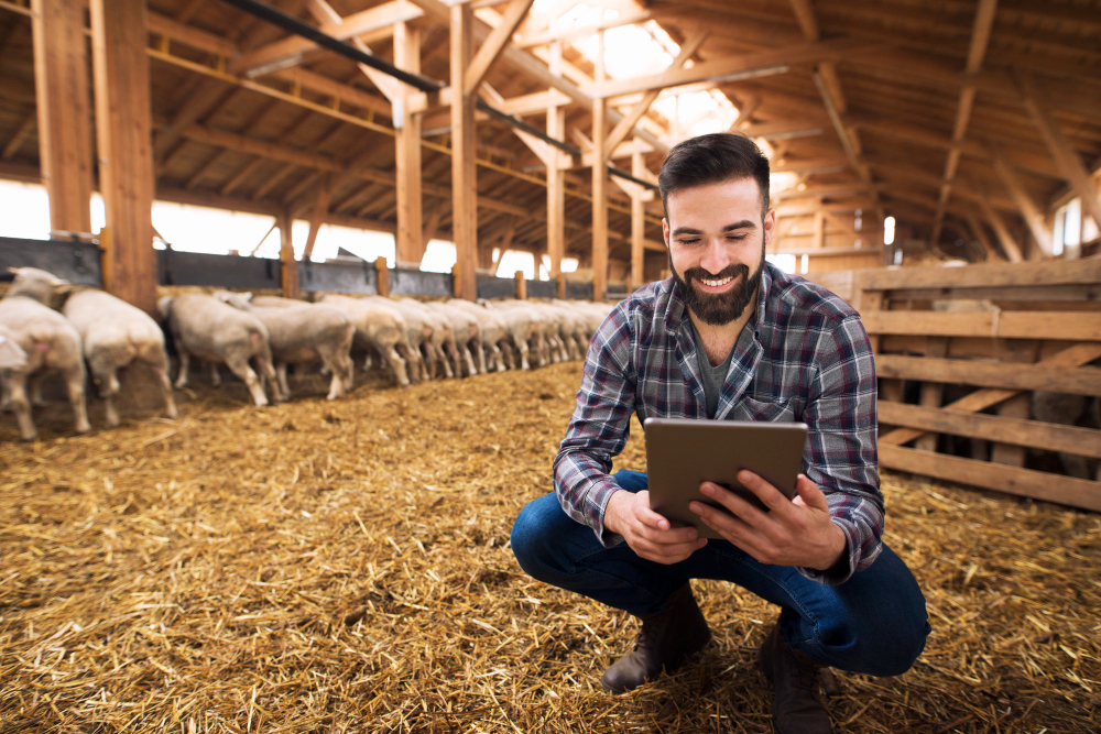 portrait-successful-farmer-cattleman-sheep-barn